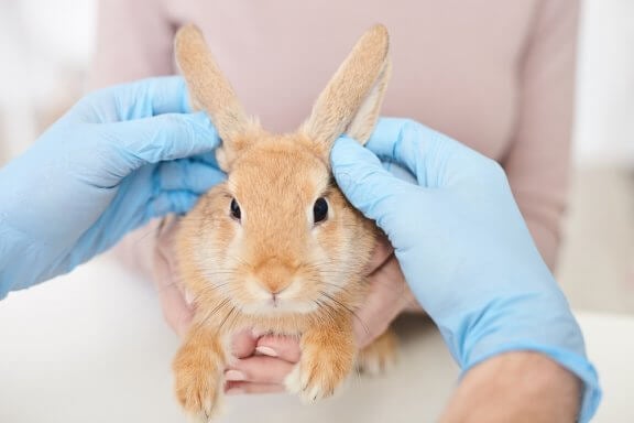 rabbit grooming service